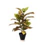 Croton bush 65cm in pot