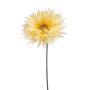 Gerbera spider spray lt yellow 70cm