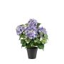 Hydrangea bush purple 40cm in black pot