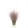 Pennisetum grass 99cm