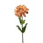 Zinnia spray peach 55cm