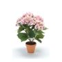 Hydrangea bush pink 40cm in tc pot