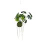 Monstera moss ball hanging 60cm