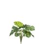 Monstera bush 60cm