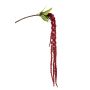 Amaranthus spray red 120cm