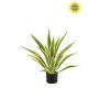 Agave UV green/yellow in pot 70cm