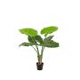 Alocasia plant 90cm (knock down packing)