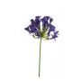 Agapanthus spray blue 75cm
