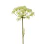 Heracleum spray white 78cm
