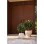 Laurel ball UV in pot 65cm