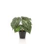Anthurium bush in pot 23cm