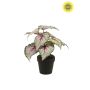 Begonia leaves bush UV grey/pink 26cm in black pot
