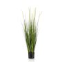 Grass alopecurus 120cm