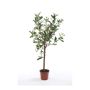 Olive mini tree in pot 65cm