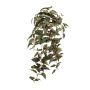 Gynura hanging bush green/purple 70cm