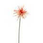 Gerbera spider RT lt orange 60cm