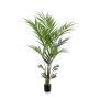 Palm kentia 180cm (knock down packing)