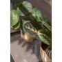 Maranta bush green 30cm in pearlgold pot