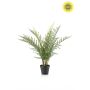 Fern bush UV in pot 65cm
