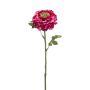 Ranunculus spray beauty 60cm