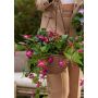Fuchsia in hanging basket fuchsia 70cm