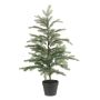 Picea tree in pot 90cm