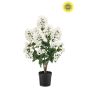 Syringa UV in pot white 65cm