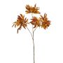 Acer japonese spray orange 70cm