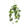 Philodendron scandens hanging in pot 100cm