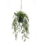 Boxwood hanging in pot 65cm