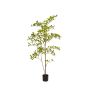 Terminalia tree 145cm (knock down packing)
