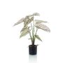 Caladium green/white in pot 60cm