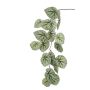Begonia hanging spray grey 110cm