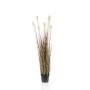 Pampas grass 120cm