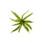 Fern asplenium bush 30cm