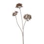 Heracleum spray brown 80cm