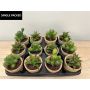 Succulent mix in tc pot (12pcs)