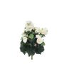 Begonia bush cream 29cm