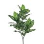 Dieffenbachia bush 70cm