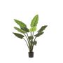 Philodendron green plant 120cm