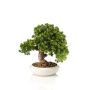 Cryptomeria japonica bonsai in bowl 37cm