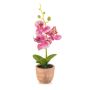 Phalaenopsis mini pink in pot 20cm