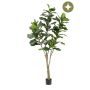 Ficus lyrata tree 210cm (knock down packing)