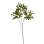 Acer japonese spray green 70cm