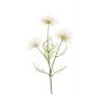 Anemone seed spray cream 65cm