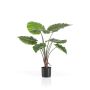 Alocasia plant in pot 70cm