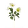 Helleborus white/green 44cm