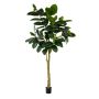 Ficus elastica tree 300cm (knock down packing)