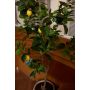 Lemon tree 150cm