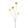 Craspedia spray yellow 68cm